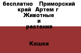 бесплатно - Приморский край, Артем г. Животные и растения » Кошки   . Приморский край